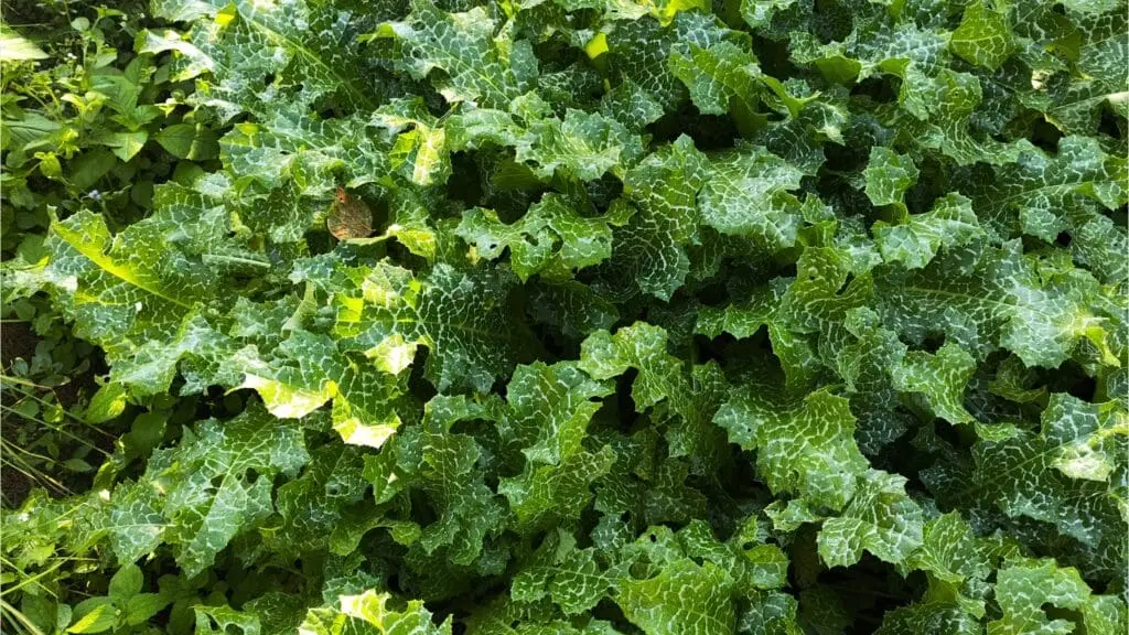 cây kế sữa (Milk Thistle) hỗ trợ giải độc gan, bảo vệ tế bào gan