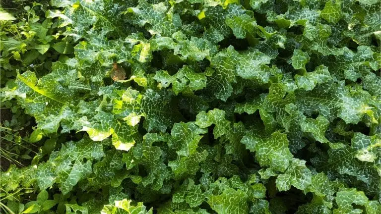 cây kế sữa (Milk Thistle) hỗ trợ giải độc gan, bảo vệ tế bào gan