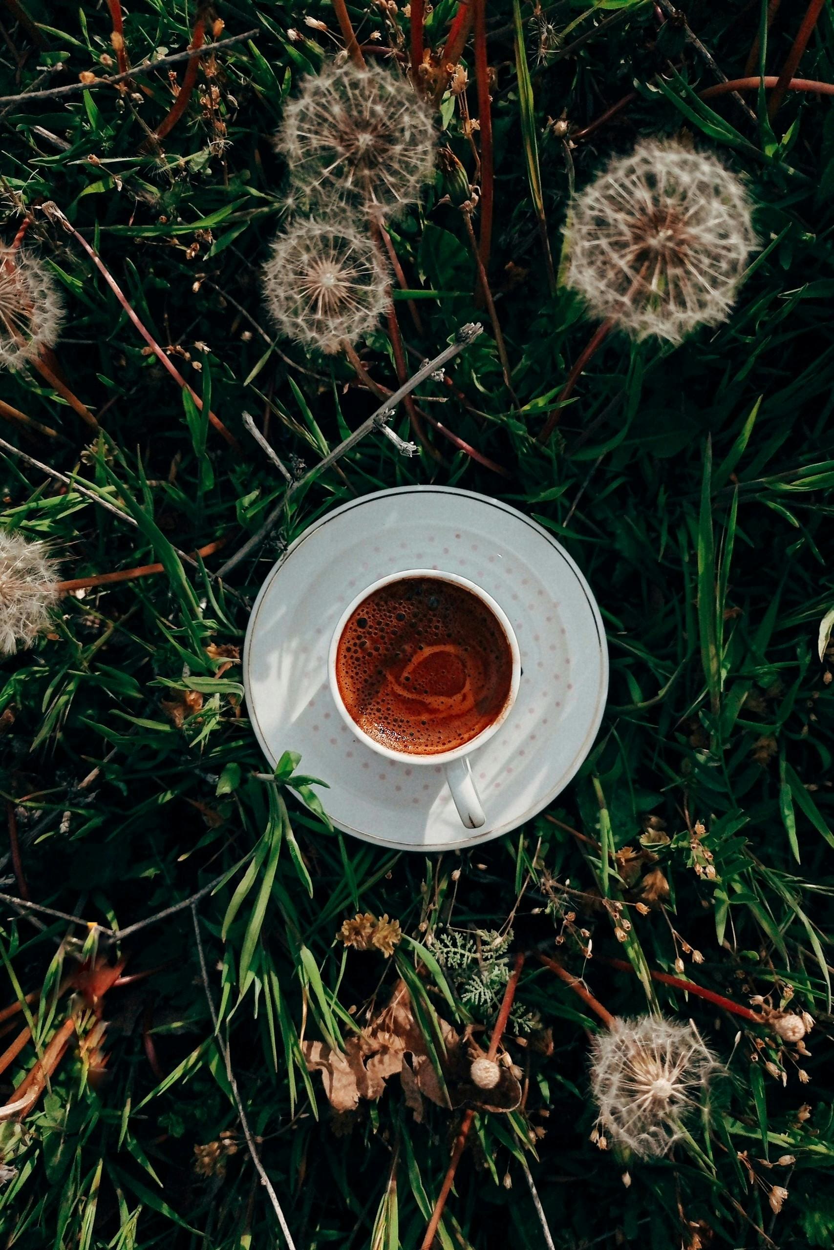 Cách làm latte bồ công anh thơm ngon, không caffeine Cách làm latte bồ công anh thơm ngon, không caffeine