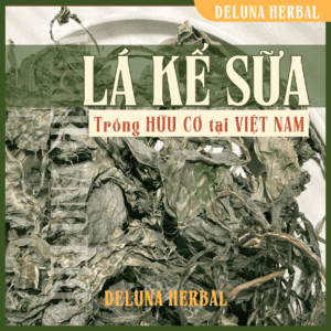 Lá kế sữa trồng hữu cơ tại Việt Nam