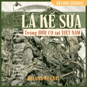 Lá kế sữa trồng hữu cơ tại Việt Nam