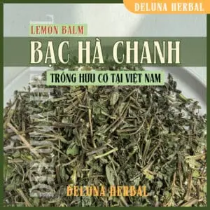 bạc hà chanh lemon balm