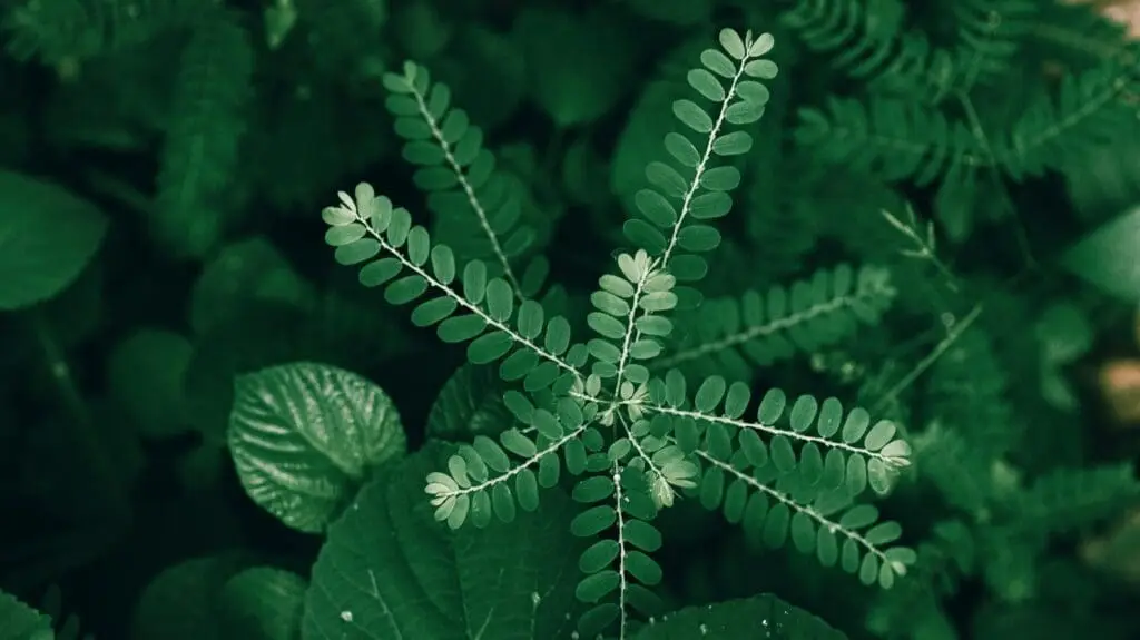 Diệp Hạ Châu (cây chó đẻ)