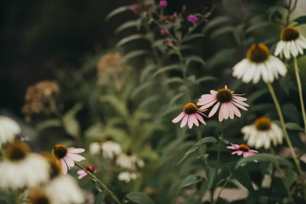 Công dụng của Cúc Tím Echinacea : Từ bài thuốc truyền thống đến bằng chứng khoa học