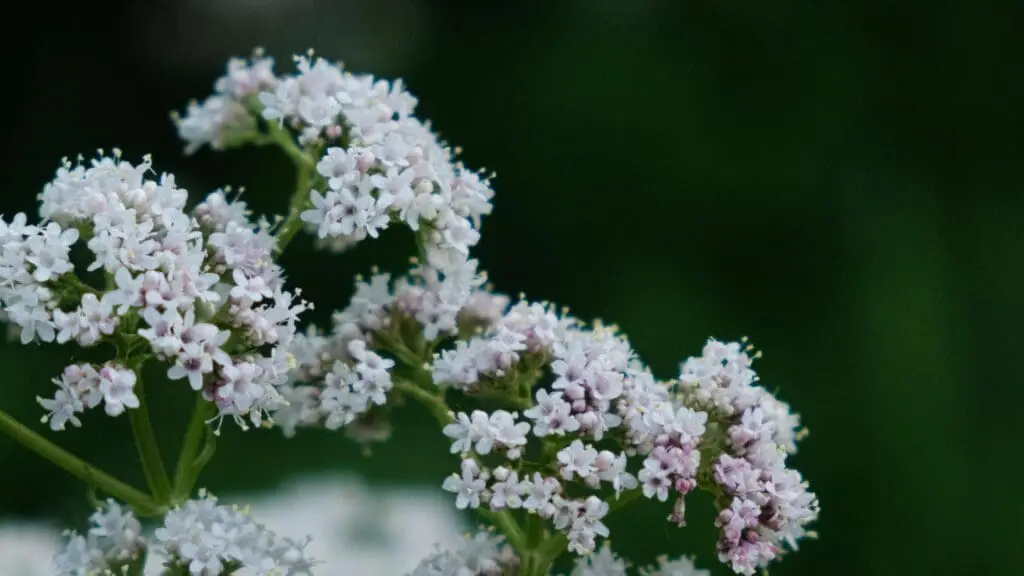 Rễ Cây Nữ Lang (Valerian Root): Thảo Dược Vàng Cho Giấc Ngủ Và Tinh Thần Thư Giãn
