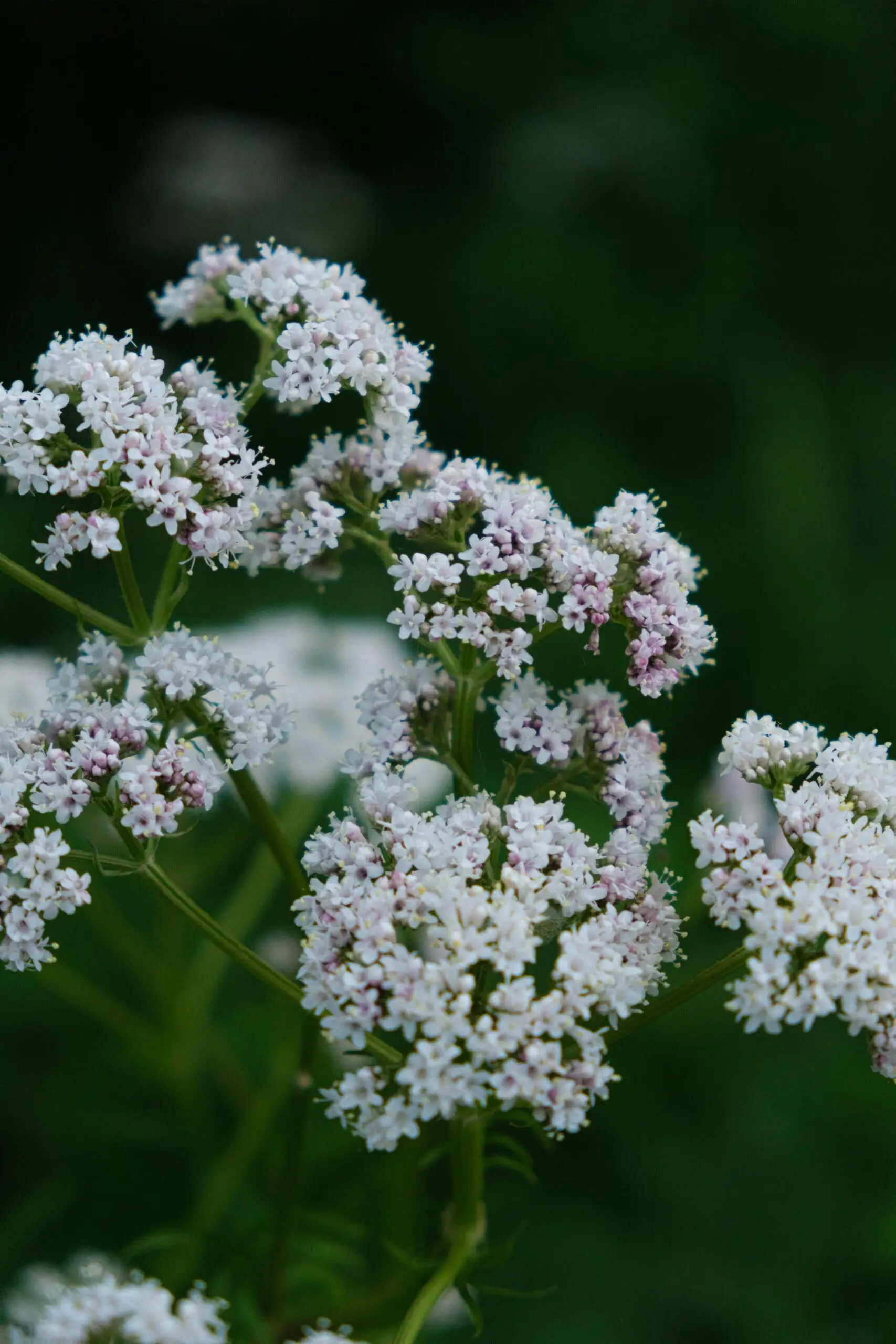 Rễ cây nữ lang (Valerian Root) trong hỗ trợ giấc ngủ, giảm lo âu và thư giãn cơ bắp