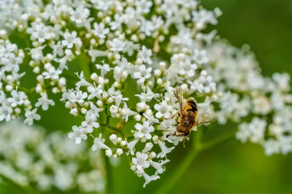 rễ cây Nữ Lang (Valerian Root)