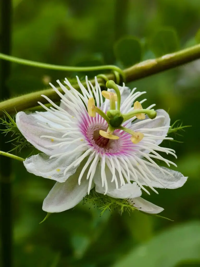 cây lạc tiên với hoa bung nở