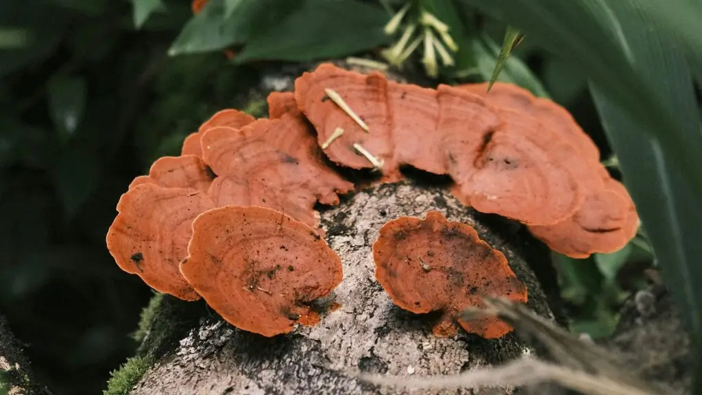 Giải mã adaptogen - nhóm thảo dược giúp cơ thể thích nghi với stress
